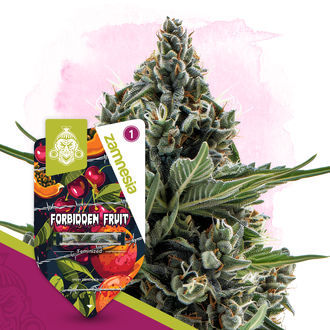 Forbidden Fruit (Zamnesia Seeds) Feminiserede