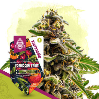 Forbidden Fruit Autoflower (Zamnesia Seeds) Feminiserede