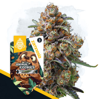 Animal Cookies (Zamnesia Seeds) feminiserede