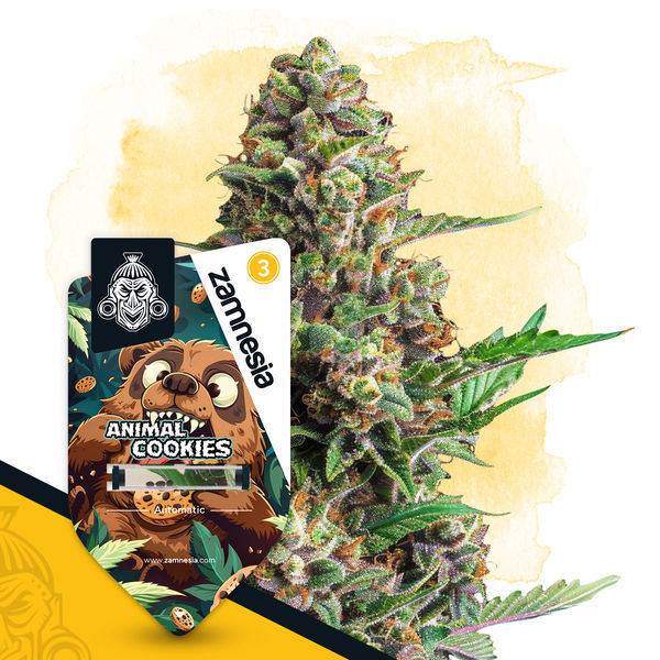 Animal Cookies Autoflower (Zamnesia Seeds) Feminiserede