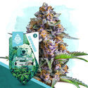 Animal Mints (Zamnesia Seeds) Feminiserede