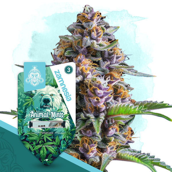 Animal Mints (Zamnesia Seeds) Feminiserede