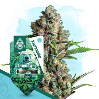 Animal Mints Automatic (Zamnesia Seeds) feminiserede