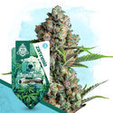 Animal Mints Autoflower (Zamnesia Seeds) Feminiserede