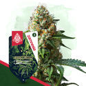 Green Goblin (Zamnesia Seeds) Feminiserede
