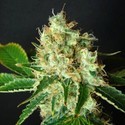 Bubblicious (Resin Seeds) Feminiserede