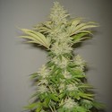 Bubblicious (Resin Seeds) Feminiserede