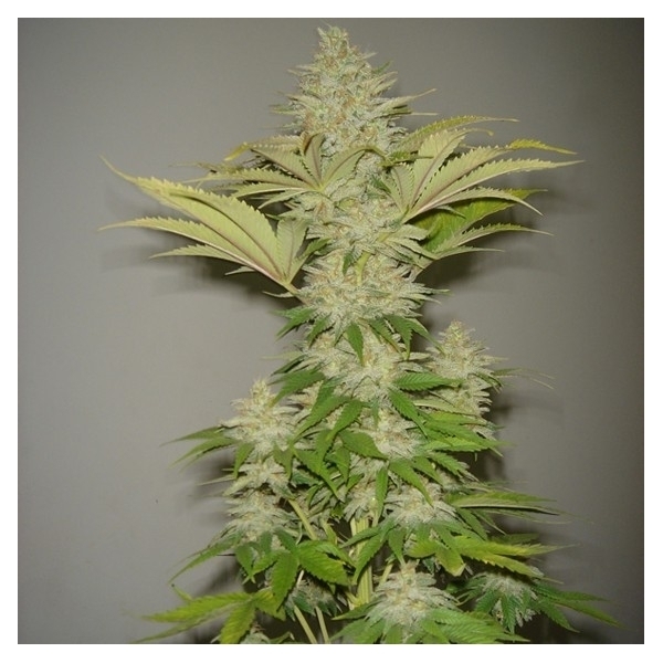 Bubblicious (Resin Seeds) Feminiserede