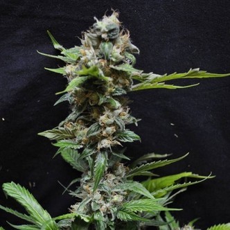 Yummy (Resin Seeds) feminiseret