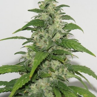 Yummy (Resin Seeds) Feminiserede