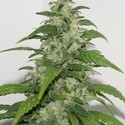 Yummy (Resin Seeds) Feminiserede