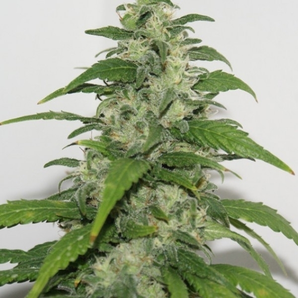 Yummy (Resin Seeds) Feminiserede