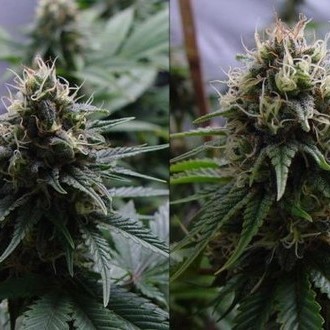 Yummy (Resin Seeds) Feminiserede
