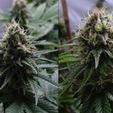 Yummy (Resin Seeds) Feminiserede