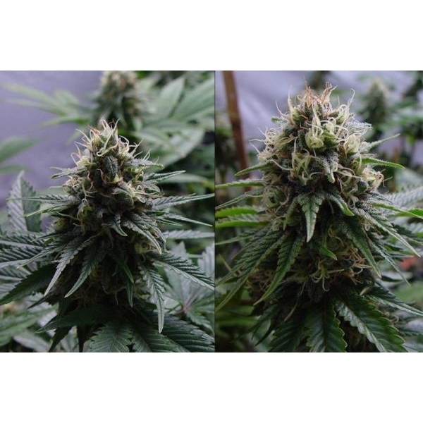 Yummy (Resin Seeds) Feminiserede