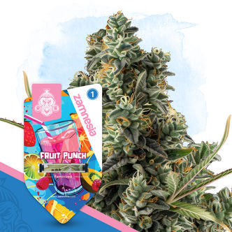 Fruit Punch (Zamnesia Seeds) feminiserede cannabisfr&oslash;