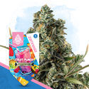 Fruit Punch (Zamnesia Seeds) Feminiserede