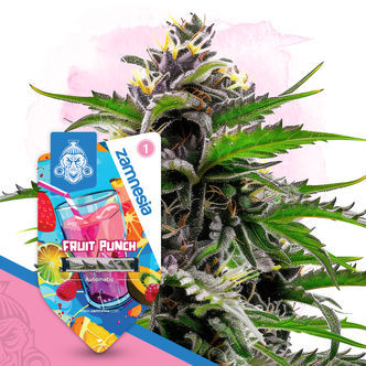 Fruit Punch Automatic (Zamnesia Seeds) feminiserede cannabisfr&oslash;