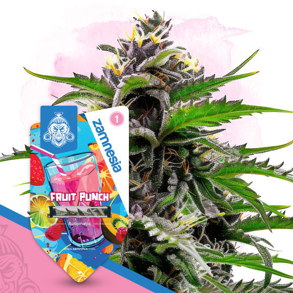 Fruit Punch Autoflower (Zamnesia Seeds) Feminiserede