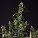 Fruit Punch Autoflower (Zamnesia Seeds) Feminiserede