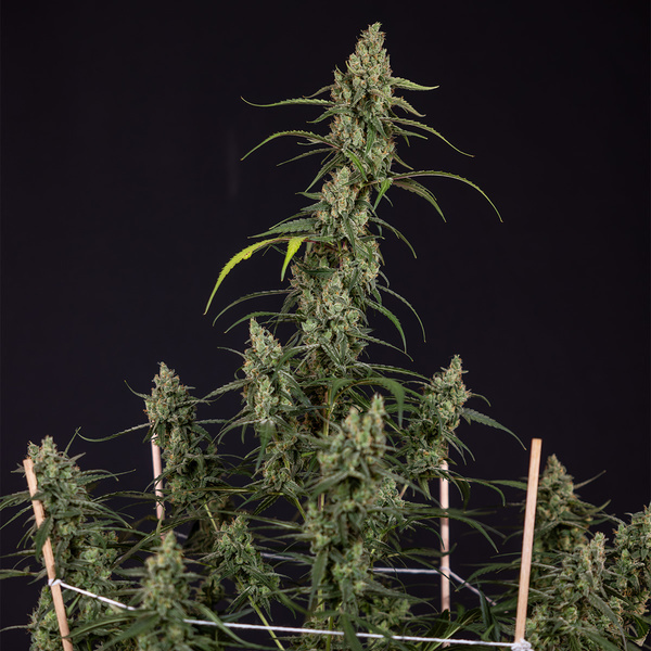 Fruit Punch Autoflower (Zamnesia Seeds) Feminiserede