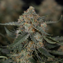 Fruit Punch Autoflower (Zamnesia Seeds) Feminiserede
