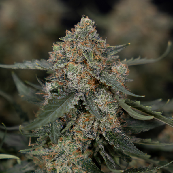 Fruit Punch Autoflower (Zamnesia Seeds) Feminiserede