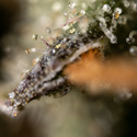 Fruit Punch Autoflower (Zamnesia Seeds) Feminiserede