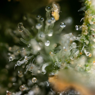 Fruit Punch Autoflower (Zamnesia Seeds) Feminiserede