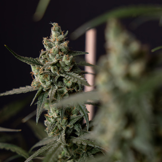Fruit Punch Autoflower (Zamnesia Seeds) Feminiserede