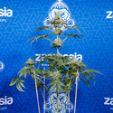 Tangerine Dream (Zamnesia Seeds) Feminiserede