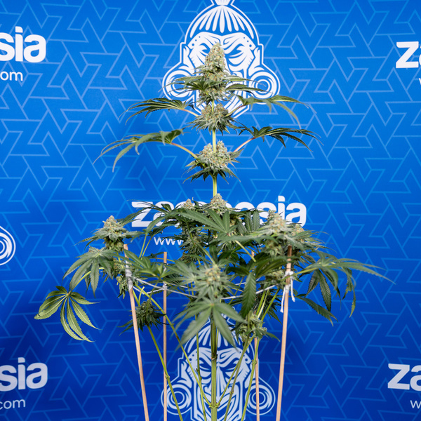 Tangerine Dream (Zamnesia Seeds) Feminiserede