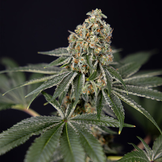 Tangerine Dream (Zamnesia Seeds) Feminiserede
