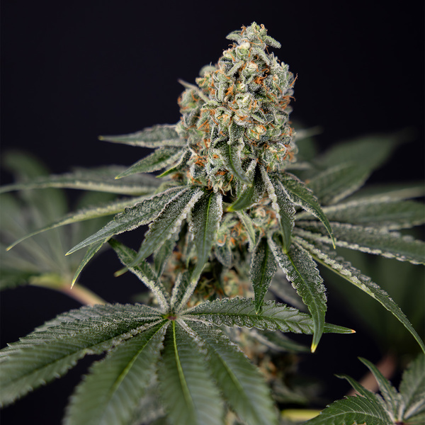 Tangerine Dream (Zamnesia Seeds) Feminiserede