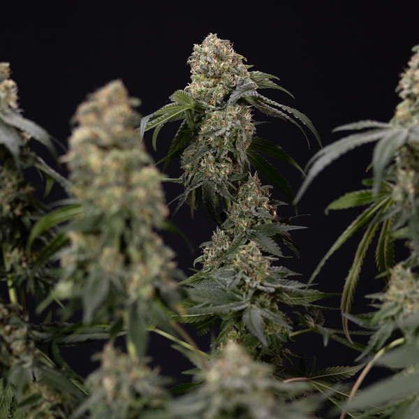 Tangerine Dream (Zamnesia Seeds) Feminiserede