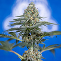 Tangerine Dream (Zamnesia Seeds) Feminiserede