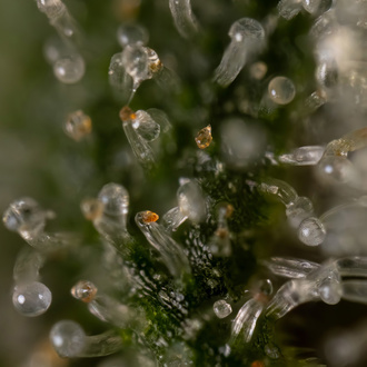 Tangerine Dream (Zamnesia Seeds) Feminiserede