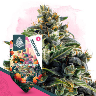 Tangerine Dream Autoflower (Zamnesia Seeds) Feminiserede