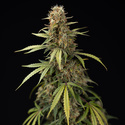 Tangerine Dream Autoflower (Zamnesia Seeds) Feminiserede