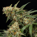 Tangerine Dream Autoflower (Zamnesia Seeds) Feminiserede