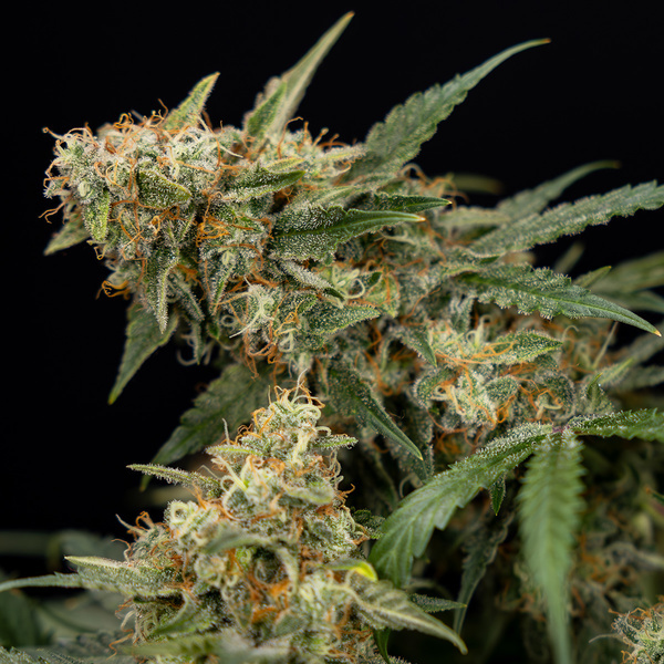 Tangerine Dream Autoflower (Zamnesia Seeds) Feminiserede