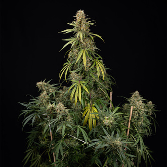 Tangerine Dream Autoflower (Zamnesia Seeds) Feminiserede