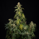 Tangerine Dream Autoflower (Zamnesia Seeds) Feminiserede