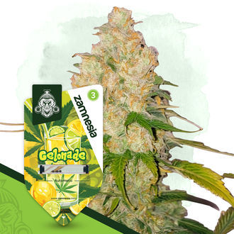 Gelonade Autoflower (Zamnesia Seeds) Feminiserede