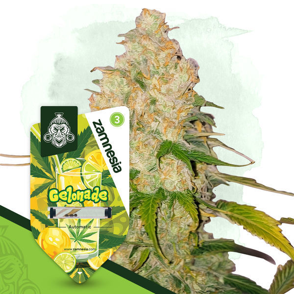Gelonade Autoflower (Zamnesia Seeds) Feminiserede
