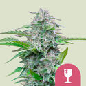 Critical (Royal Queen Seeds) Feminiserede