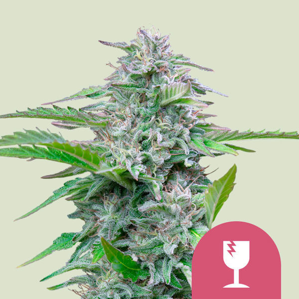 Critical (Royal Queen Seeds) Feminiserede