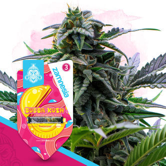 Bubba Kush (Zamnesia Seeds) feminiserede