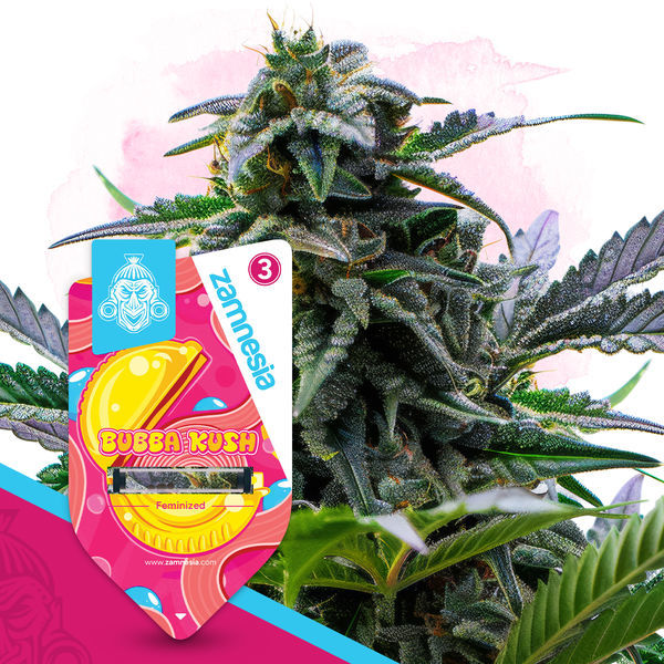 Bubba Kush (Zamnesia Seeds) Feminiserede