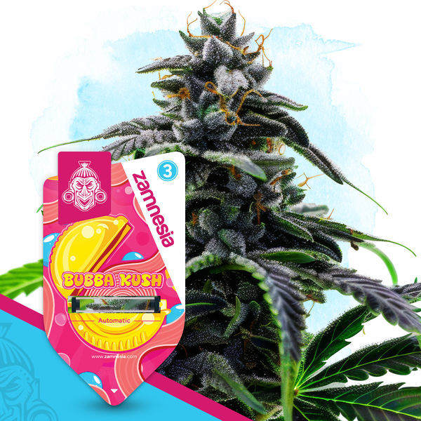 Bubba Kush Autoflower (Zamnesia Seeds) Feminiserede